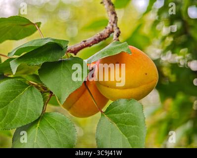 Reife Aprikosen hängen an einem Baumzweig mit grünen Blättern in einem sonnigen Garten. Stockfoto