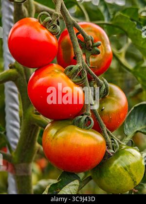 Nahaufnahme reifer und unreifer Tomaten, die auf einer Weinrebe mit grünen Blättern im Hintergrund wachsen. Stockfoto