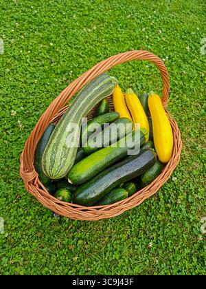 Korb gefüllt mit grüner und gelber Zucchinis auf Gras in einer Gartenumgebung. Stockfoto