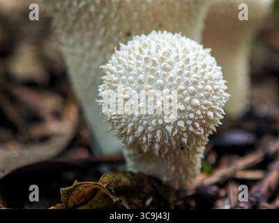 Nahaufnahme eines stacheligen weißen Pilzes, der auf Waldboden zwischen gefallenen Blättern und Zweigen wächst. Stockfoto