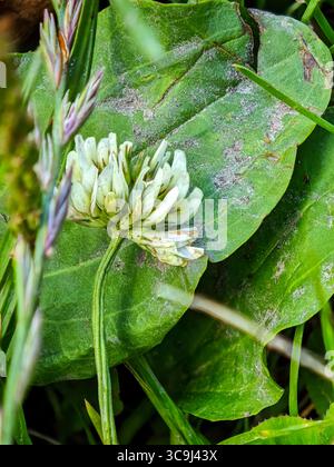 Nahaufnahme einer weißen Kleeblüte auf grünen Blättern zwischen Gras in einer natürlichen Umgebung im Freien. Stockfoto