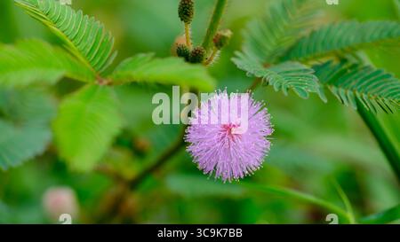 Eine zarte rosafarbene Mimosa pudica-Blume, auch bekannt als die empfindliche Pflanze, die in einer Nahaufnahme von ihren kleinen Knospen gefangen wird. Stockfoto