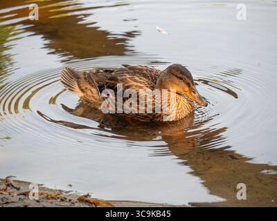 Stockenten-Ente am Rande eines Flusses. Quebec, Kanada Stockfoto