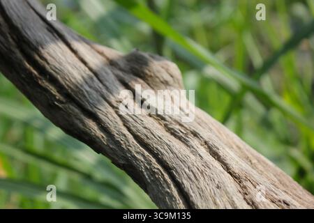 Eine Nahaufnahme fängt die komplizierte Textur und die raue Schönheit des verwitterten Treibholzes ein und ruht friedlich zwischen lebendigem grünem Gras. Stockfoto