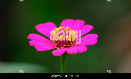 Eine markante rosafarbene Zinnia-Blume, möglicherweise Zinnia elegans, hebt sich vor einem tiefgrünen Hintergrund hervor und fängt die Lebendigkeit der Natur ein. Stockfoto