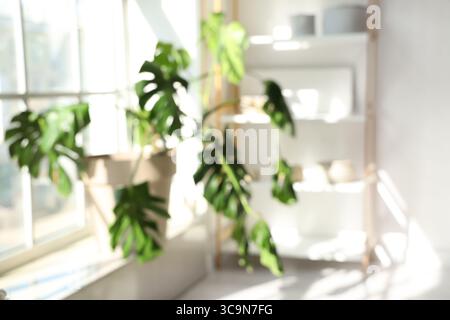 Verschwommener Blick auf die Monstera-Pflanze auf der Fensterbank im hellen Raum Stockfoto