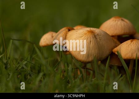 Eine detaillierte Nahaufnahme wilder Conocybe-Pilze, die im Monsun natürlich zwischen Waldgräsern wachsen. Stockfoto