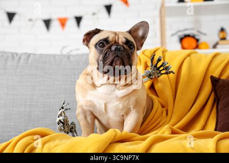 Niedliche französische Bulldogge mit Skeletthänden, die auf dem Sofa im Wohnzimmer sitzen, dekoriert für Halloween-Party Stockfoto