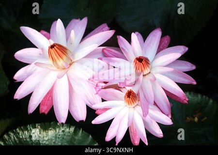 Die Schönheit der Lotusblüten im Garten, die morgens blühen. Stockfoto