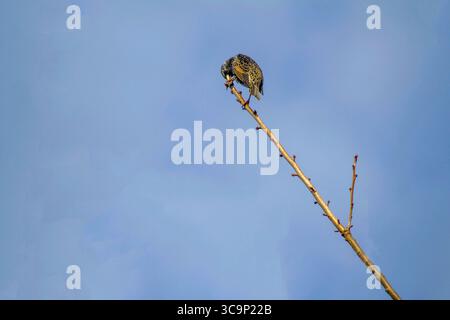28. Juni 2020, Sydney, New South Wales, Australien: Australian Common Starling (Sturnus vulgaris), der auf einem Baumzweig in Sydney, New South Wales, Australien thront. Der gewöhnliche Starling, in Nordamerika auch als Europäischer Starling und in Großbritannien und Irland einfach als Starling bekannt, ist ein mittelgroßer Passerinvogel aus der Familie der Sternengewächse Sturnidae. Es hat eine große Variation im Gefieder. Beide Geschlechter sind ähnlich, obwohl das Weibchen weniger glänzend ist als das Männchen. Diese werden am häufigsten auf der Suche nach Samen und Insekten auf Rasenflächen und in Paddocks beobachtet. Andere Lebensmittel sind Spinnen, Würmer, humanes scr Stockfoto