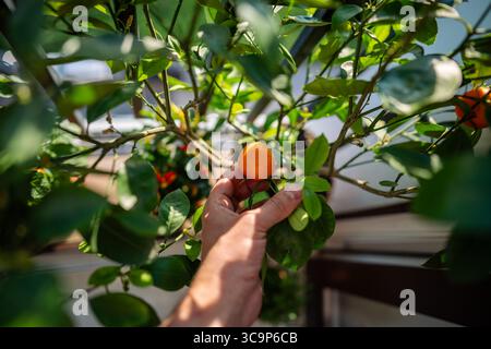 Draufsicht auf die Männerhände, die die erste Frucht der einheimischen Mandarine auf dem Balkon zeigen. Hobbyarbeit im Innenbereich. Stockfoto
