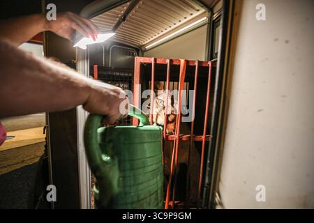 26. Oktober 2022, French Highway, France, France: Ein junger Löwe, der in einem Käfig gerettet wurde, trinkt Wasser von der Tierführerin DANUTA BRYSKA durch ihren Käfig. Die Löwin, die vor dem Krieg in der Ukraine gerettet wurde, hat zusammen mit drei anderen Löwen eine 72-stündige Reise durch Europa zu einem großen Katzenheiligtum gemacht, wo sie sich rehabilitieren wird. (Kreditbild: © Bianca Otero/ZUMA Press Wire) Stockfoto