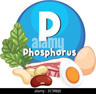 Vektor-Illustration des Phosphor-Symbols mit Eiern, Bohnen, Blattgemüse und Fleisch, mit fetten Farben, klare Linien und flache Designelemente Stock Vektor