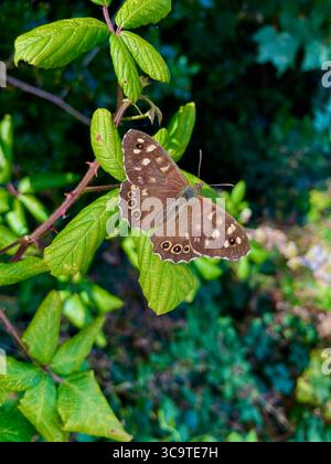 Wiese braun Schmetterling Stockfoto