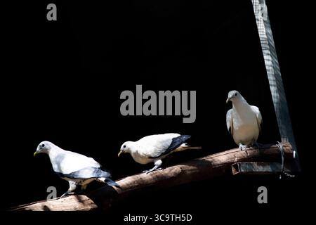 4. Februar 2023, Sydney, New South Wales, Australien: Torresian Imperial Pigeons (Ducula spilorrhoa) in einem Wildlife Park in Sydney, New South Wales, Australien. Die Torresische Kaisertaube, auch bekannt als Muskataube, Weiße Muskataube, australische Hirtenstaube oder Torres-Straße, ist eine relativ große Hirtenart. Es handelt sich überwiegend um weiße Taube mit schwarzen Flügelfedern. Die Spitze des Schwanzes ist ebenfalls schwarz. Ernährt sich von Früchten, die auf Inseln und in Mangroven verwurzelt sind. Bildet große Herden. Sie kommt in Wäldern, Wäldern, Mangroven und Buschwäldern in Australien, Südostasien und Ranging vor Stockfoto