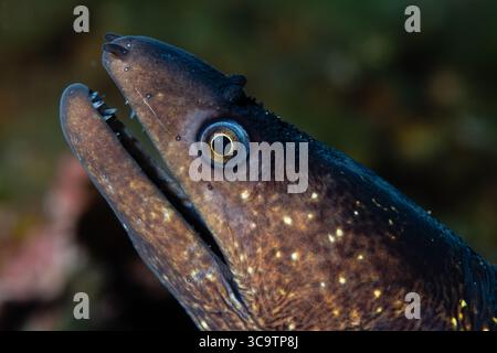 Kopfschuss, mediterrane Muräne, Muraena helena, Cadaques, Costa Brava, Katalonien, Spanien Stockfoto