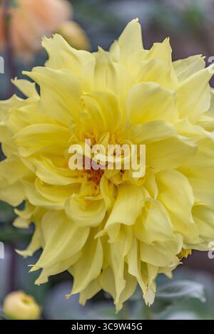 Nahaufnahme der großen gelben Dahlienblume, Delhi Stockfoto