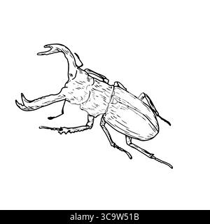 Großer Käfer der Familie der gehörnten Käfer, schwarz-weiße Skizze. Vektorabbildung. Einfache Zeichnung eines Insekts, isoliert auf weißem Hintergrund Stock Vektor