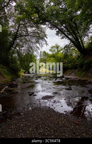 Flaches Flussbett unter dichtem grünen Baumdach, mit reflektierendem Wasser und einem felsigen Vordergrund. Eine ruhige Naturszene, ideal für friedliche Spaziergänge und sce Stockfoto