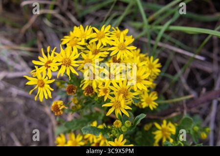 Hellgelbe Wildblumen blühen in natürlichem Grasland, Nahaufnahme von Ragkraut (Jacobaea vulgaris) im Sommer Stockfoto