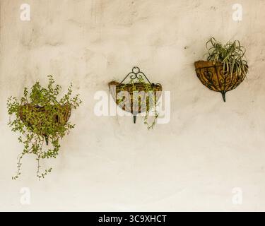 23. November 2008, Panama-Stadt, Panama-Provinz, Panama: Drei Topfpflanzen hängen an einer verputzten Wand in Mi Pueblito, Panama-Stadt. (Kreditbild: © Jon G. Fuller / Vwpics/VW Pics via ZUMA Press Wire) Stockfoto
