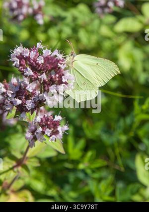 Citronfjäril, Gonepteryx Rhamni Schmetterling im Garten auf Oregano Blume Stockfoto