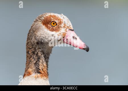 Porträt einer ägyptischen Gans mit verschwommenem grauen Hintergrund Stockfoto