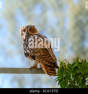 Nahaufnahme des Porträts einer eurasischen Uhu (Bubo bubo) mit großen, faszinierenden orangen Augen Stockfoto