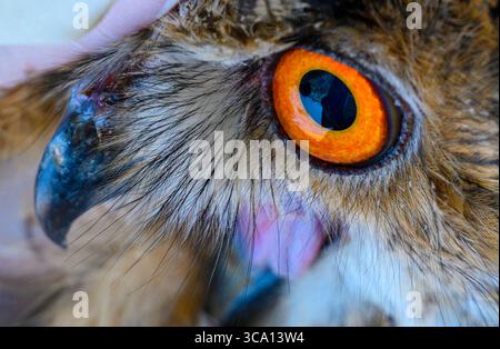 Nahaufnahme des Porträts einer eurasischen Uhu (Bubo bubo) mit großen, faszinierenden orangen Augen Stockfoto