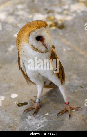 Großaufnahme einer westlichen Scheuneneule (Tyto alba) Stockfoto