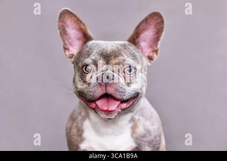 Lustiges Porträt von glücklichem Fliederhund französischem Bulldog vor grauem Hintergrund Stockfoto