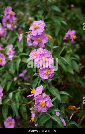 Nahaufnahme blühender rosafarbener Steinrosenblüten (cistus albidus) mit faltigen Blütenblättern und gelben Staubblättern, umgeben von grünem Laub Stockfoto