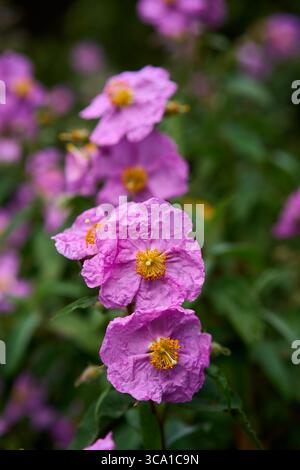Nahaufnahme blühender rosafarbener Steinrosenblüten (cistus albidus) mit faltigen Blütenblättern und gelben Staubblättern, umgeben von grünem Laub Stockfoto