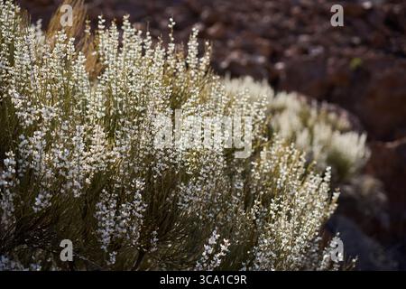 Nahaufnahme des blühenden weißen Besens (Spartocytisus supranubius), der in trockenem vulkanischem Gelände im Teide-Nationalpark wächst Stockfoto