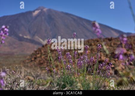 Violette Teide-Wallblumen (Erysimum scoparium) blühen im Vordergrund mit dem Vulkan Pico del Teide im Teide-Nationalpark Stockfoto