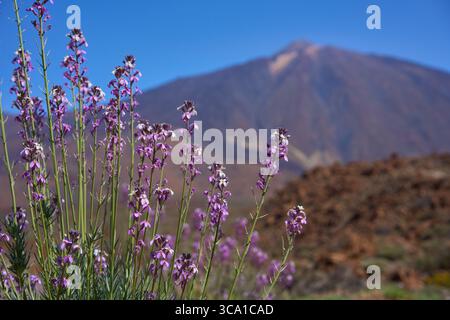 Violette Teide-Wallblumen (Erysimum scoparium) blühen im Vordergrund mit dem Vulkan Pico del Teide im Teide-Nationalpark Stockfoto