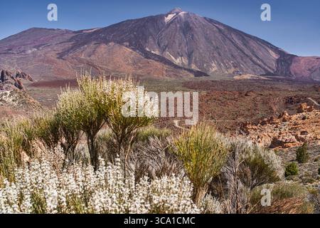 Im Hintergrund erhebt sich der Vulkan Pico del Teide mit blühenden weißen Besen im Vordergrund auf einem lavenbedeckten Hang Stockfoto
