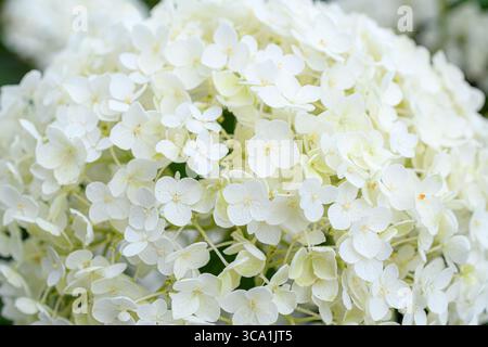 Große, abgerundete Blüte der weißen Hortensie (Hydrangea arborescens „Annabelle“), die aus zarten Paprikaröschen in einem engen Cluster besteht. Stockfoto