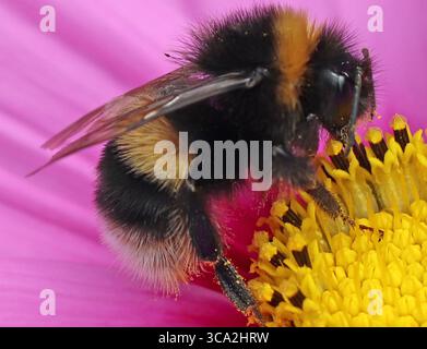 Bombus terrestris mit BUFF-TAIL-HUMMEL Foto: Tony Gale Stockfoto