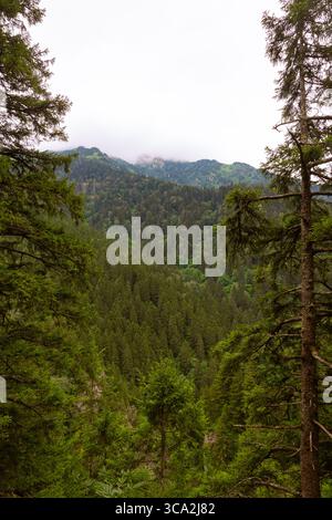 Waldbedeckte Berge mit Nebel zwischen den Kiefern im Wald. Stockfoto