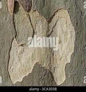 Abstrakte Rindenstruktur mit konturähnlichen Formen und glatter Oberfläche Stockfoto