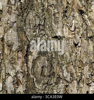 Nahaufnahme trockener Baumrinde mit natürlichen Rissen und strukturierter Oberfläche Stockfoto