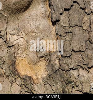 Makro von Baumrinde mit glattem und gerissenem Texturübergang in natürlichem Licht Stockfoto