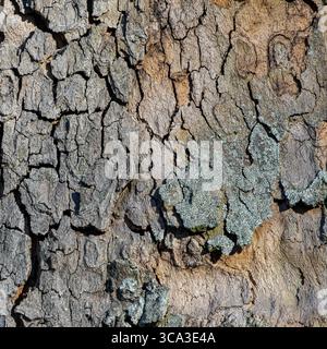 Nahaufnahme der Dry Cracked Tree Rinde mit Flechtenstruktur bei natürlichem Tageslicht Stockfoto