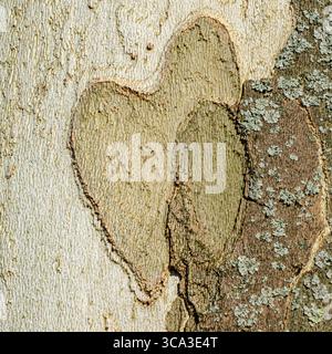 Makro des herzförmigen Baumrindenmusters mit Flechten auf glatter Oberfläche Stockfoto
