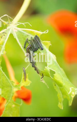 Große Weißkohl-raupen, die sich von Kapuzinerblättern ernähren – UK Stockfoto