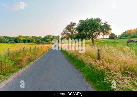 Die gewundene Landstraße in Rossdorf, Deutschland, umgeben von lebhaftem Gras und Bäumen unter einem sanften Sonnenuntergang, schafft eine ruhige ländliche Atmosphäre. Stockfoto