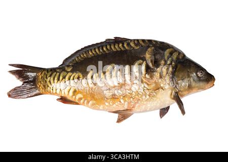 Spiegel Karpfenfluss Fisch isoliert auf weißem Hintergrund. Stockfoto