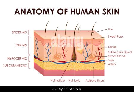 Bildungs-Diagramm des anatomischen Vektors der menschlichen Hautstruktur, das detaillierte Epidermis, Dermis, Hypodermis und subkutane Schichten, Haarfollikel, Talgdrüsen, Schweißdrüsen, Venen und Fettgewebe zeigt Stock Vektor