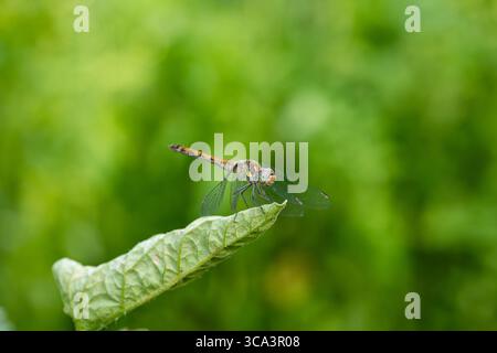 Libelle, die auf einem grünen Blatt in einem Garten ruht. Makroaufnahme, grüner Bokeh-Hintergrund, keine Leute Stockfoto
